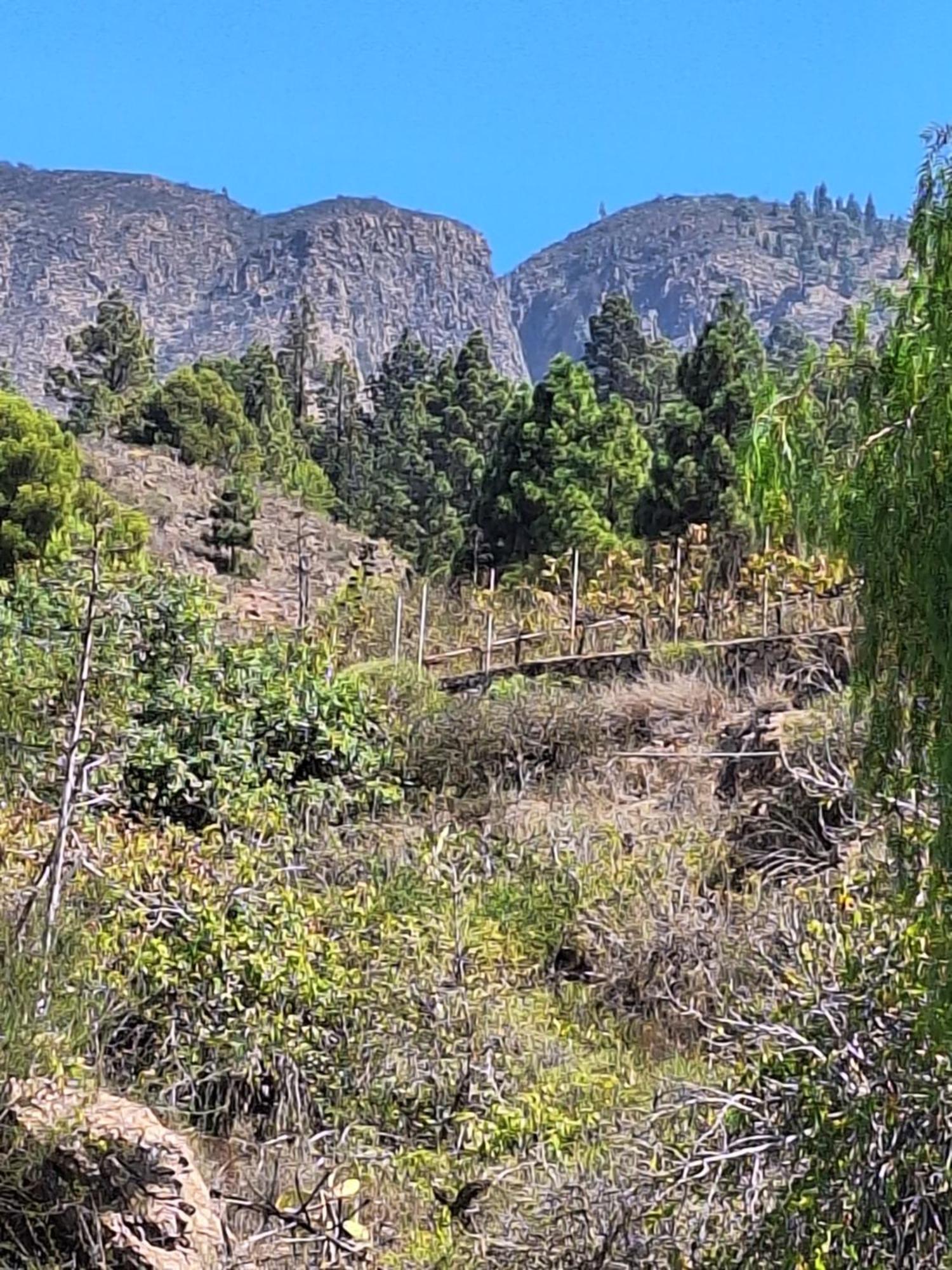 Casa El Pino B Daire Vera de Erque Dış mekan fotoğraf